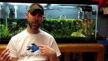 How to Remove Nitrates from your Aquarium. 3 steps to Balance Nitrate levels in your Aquarium-ppO-Fbf4dNA