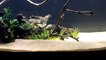 How to set up a Freshwater Planted Tank - Series - Episode 5, Adding Fish and Staying Organized-BbnSyZMK6rM