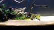 How to set up a Freshwater Planted Tank - Series - Episode 5, Adding Fish and Staying Organized-BbnSyZMK6rM
