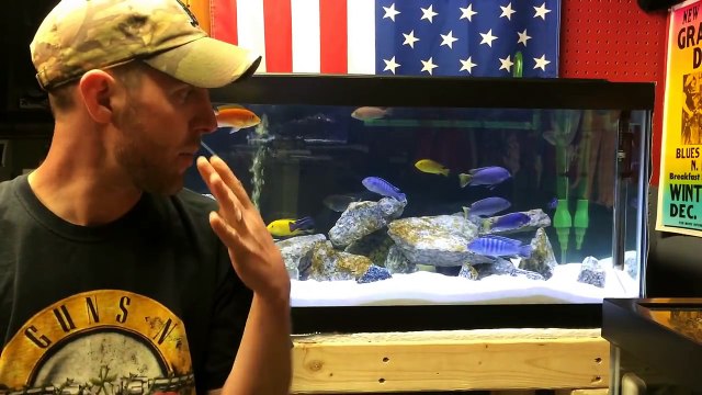 How to set up an African Cichlid tank. 4 easy steps - Mbuna-xVwra1gLIzA