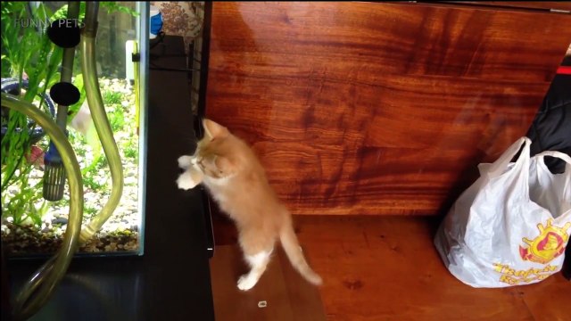 Cats and Fish Funny Cats Trying To Catch The Fish (Full) [Funny Pets]