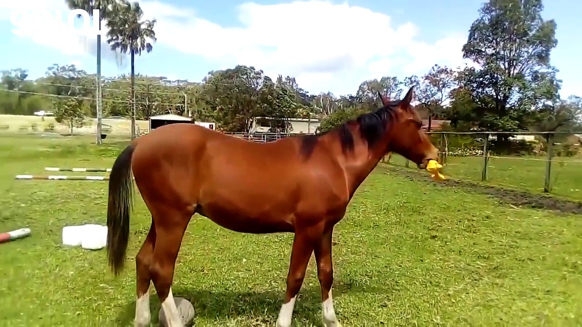 ⁣Farm Animals  Farm Animals Doing Funny Things (Full) [Funny Pets]