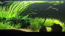Intro to High Tech Planted Tanks. Beginners Guide - Part 2-zwK7auqEQF8