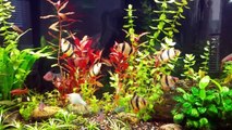 Issues in my 55 gallon planted tank. Quick follow up!!!-JsTW5HRZoK4