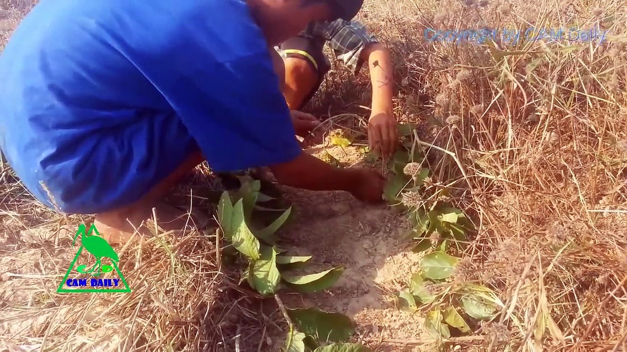 Traditional Bird Trapping in Cambodia - Amazing Bird Traps Homemade - How To Make Bird Trap Easy