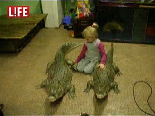 Un enfant de 4 ans s'amuse avec des alligators