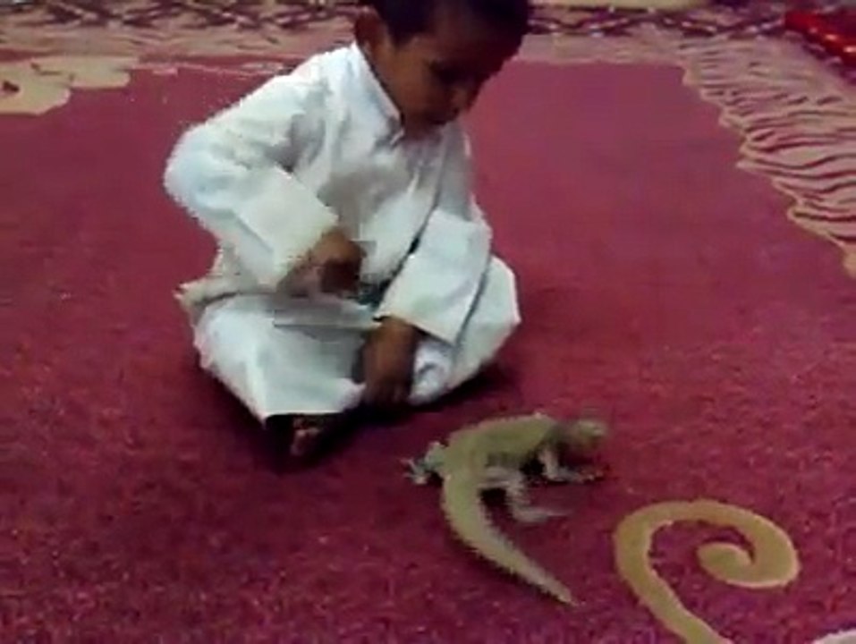 Un lézard se venge