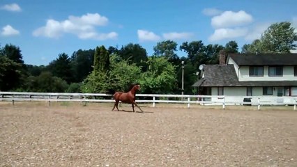 Un cheval glisse sous une barrière