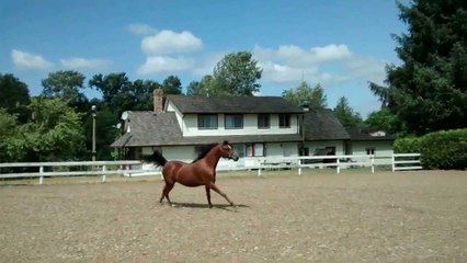 Un cheval glisse sous une barrière
