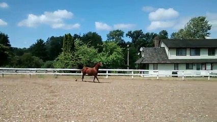 Ce cheval a trouvé une méthode pour se barrer de son enclos... Hop la belle glissade