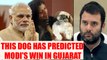 Gujarat Assembly polls : Dog predicts PM Modi's win elections, Watch video | Oneindia News