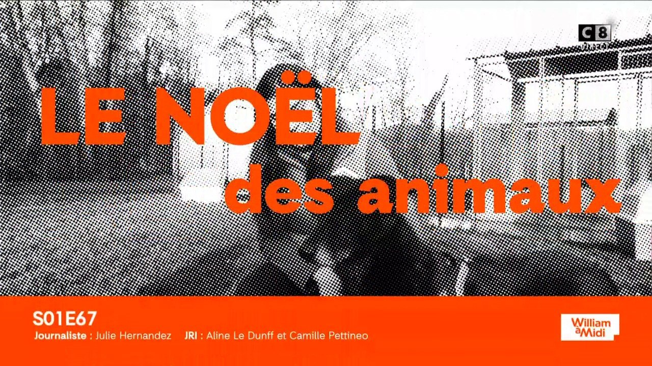 Le noël des animaux