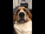 Grumpy Basset Hound Groans to Get Attention