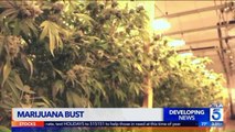 Woman Taken Into Custody After Unlicensed Marijuana Grow Operation is Found in California