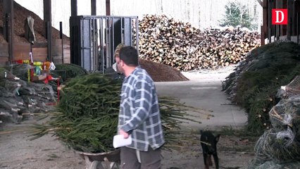 Ariège : des sapins aussi bio que bons