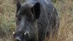 Fieldsports Britain - Hunting British wild boar + woodcock bonanza + Quex Museum