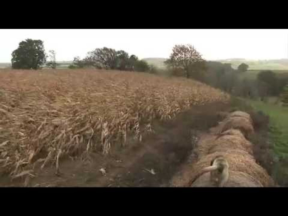 Pheasant shooting in Kent video Dailymotion