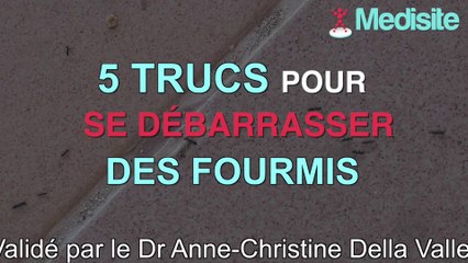 5 trucs pour se débarrasser des fourmis