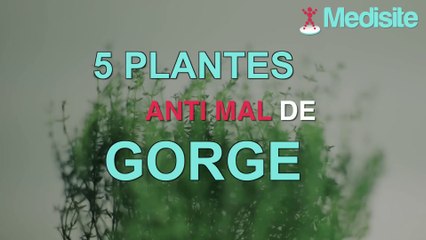 5 plantes efficaces anti mal de gorge