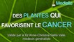 Top 3 des plantes qui donnent le cancer