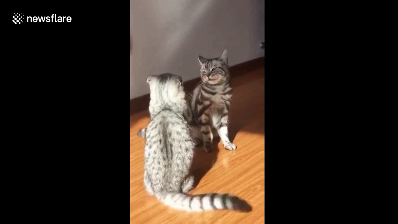 Cat choke slams another cat during fight video Dailymotion