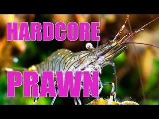 Fieldsports Britain - Shopping centre pigeons + bucket-and-spade prawning  (episode 139)