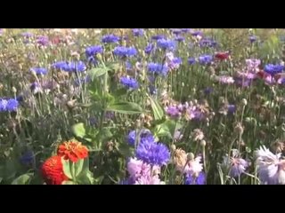 English grey partridge conservation