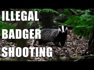 Shooting badgers illegally