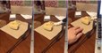 Gato "mãos-leves" tenta roubar de fininho o pão da dona que está sobre a mesa