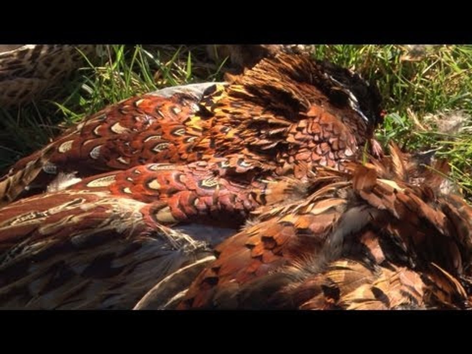 The McDougal sporting challenge