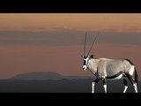 Hunting Oryx in Namibia with Blaser Safaris