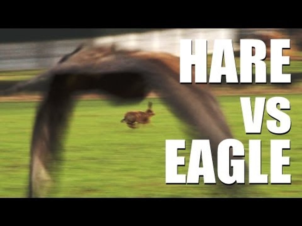 Fieldsports Britain - Hare vs eagle + British wild boar + Welsh miners hunting (episode 169)