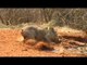 Bow hunting - warthogs and water melons