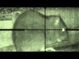 Budget night vision ratting