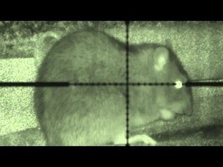 Budget night vision ratting