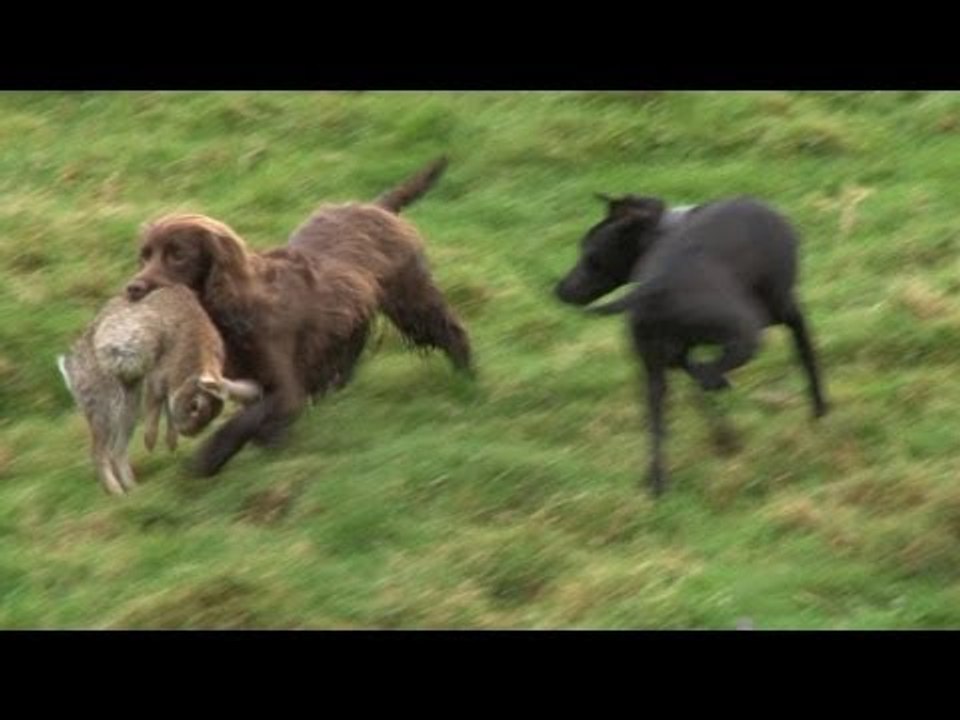 Ferreting rabbits with every dog we've got
