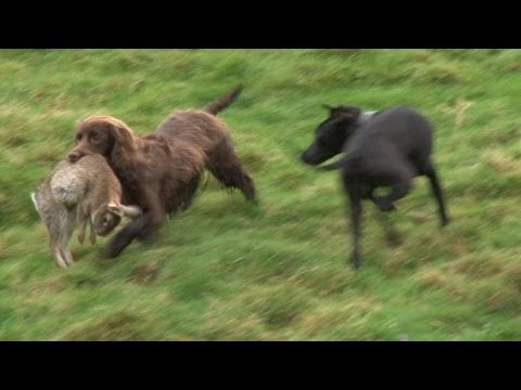 Ferreting rabbits with every dog we've got