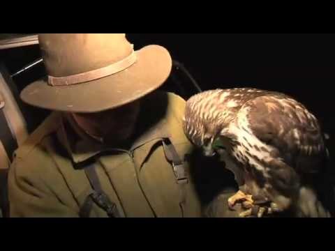 Fieldsports Britain - Lamping with hawks + Olympic shooting + cooking squirrels