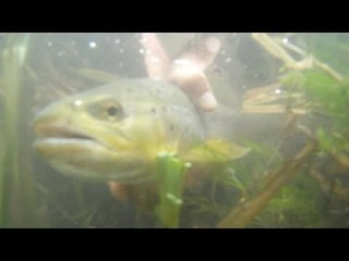 Cormorants and coarse fishing
