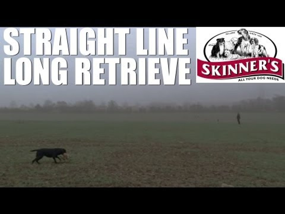 Gundog training tips - straight line long retrieve
