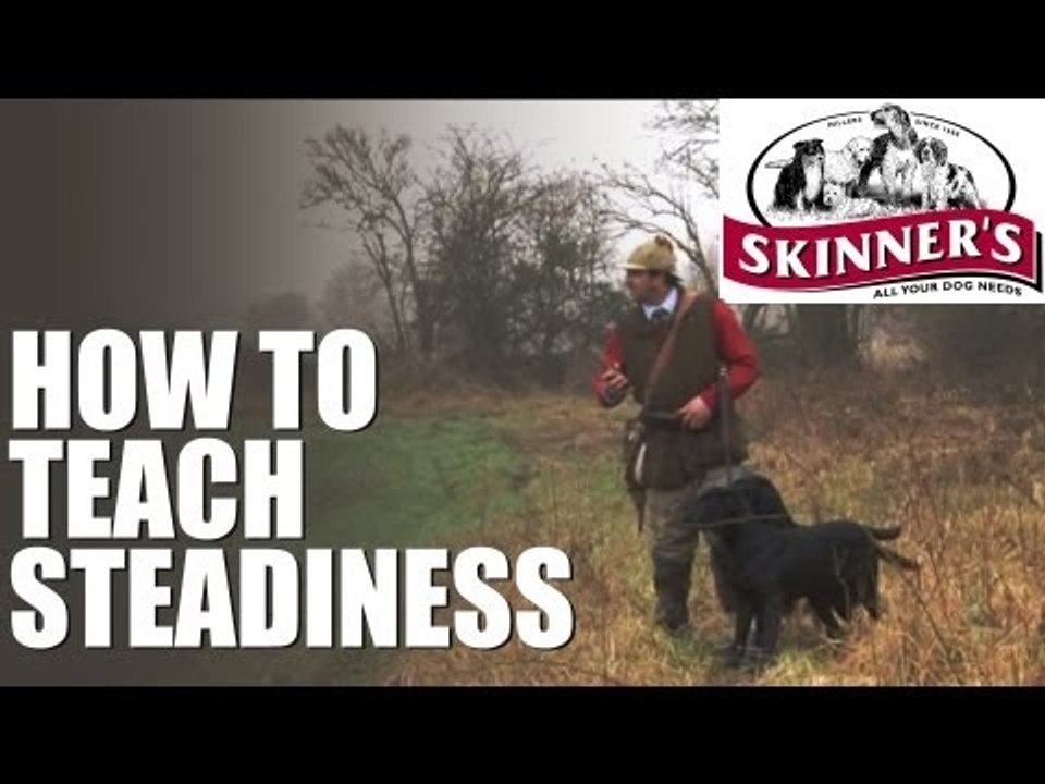 Gundog training tips - steadiness