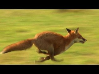 George Digweed: driven British boar hunting and fox