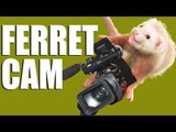 Fieldsports Britain - FerretCam - amazing rabbit-hunting footage (episode 176)