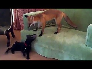 Fox plays with terrier - funny animal film