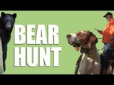 Hunting bear with hounds