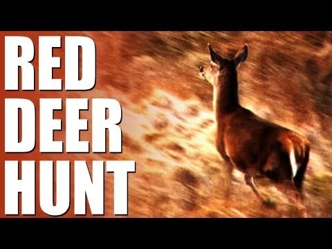 Fieldsports Britain : Stalking red deer + high-octane ratting with terriers (episode 177)