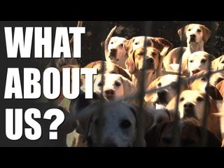 Foxhunting - cruel sport or natural chase?