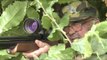 Fieldsports Britain - Hunting pigeons with airguns and the history of pheasant shooting