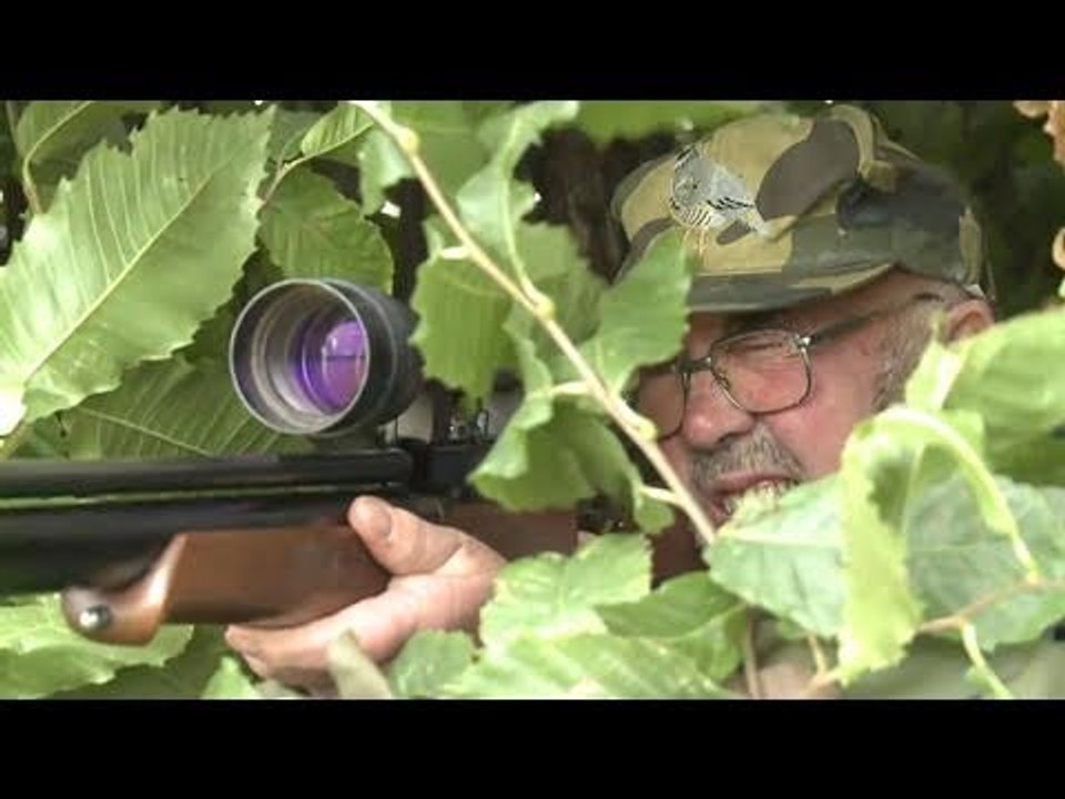 Fieldsports Britain - Hunting pigeons with airguns and the history of pheasant shooting