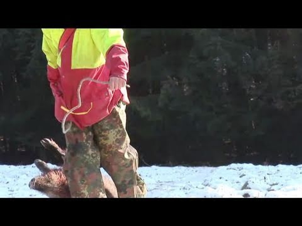 Fieldsports Britain - German driven boar